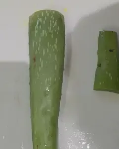 aloe vera leaves