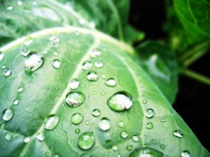 spinach leaf