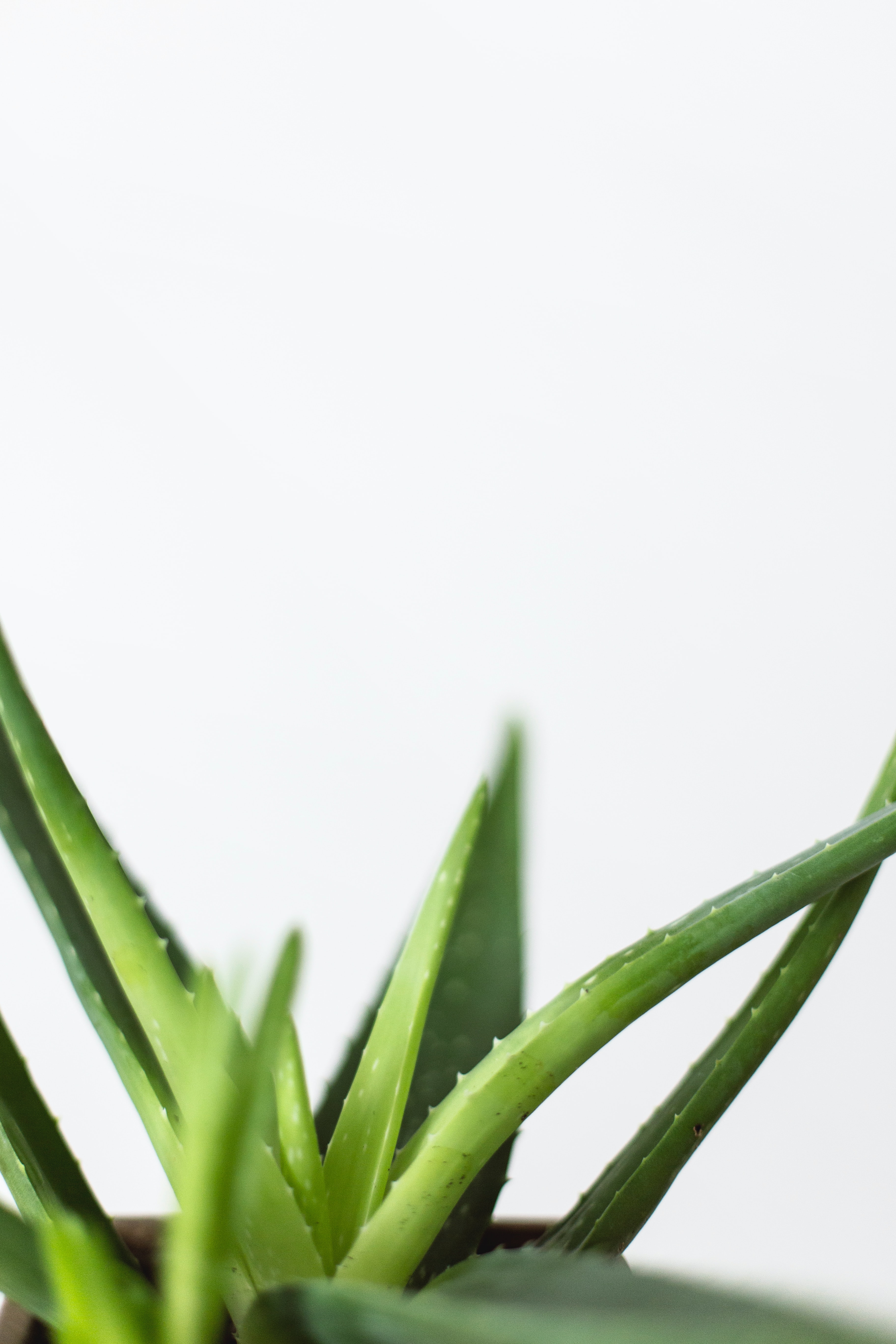 aloe vera plant