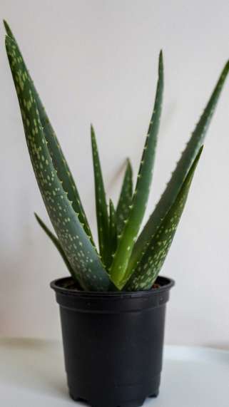 Aoe Vera growing in a pot Aoe Vera growing in a pot