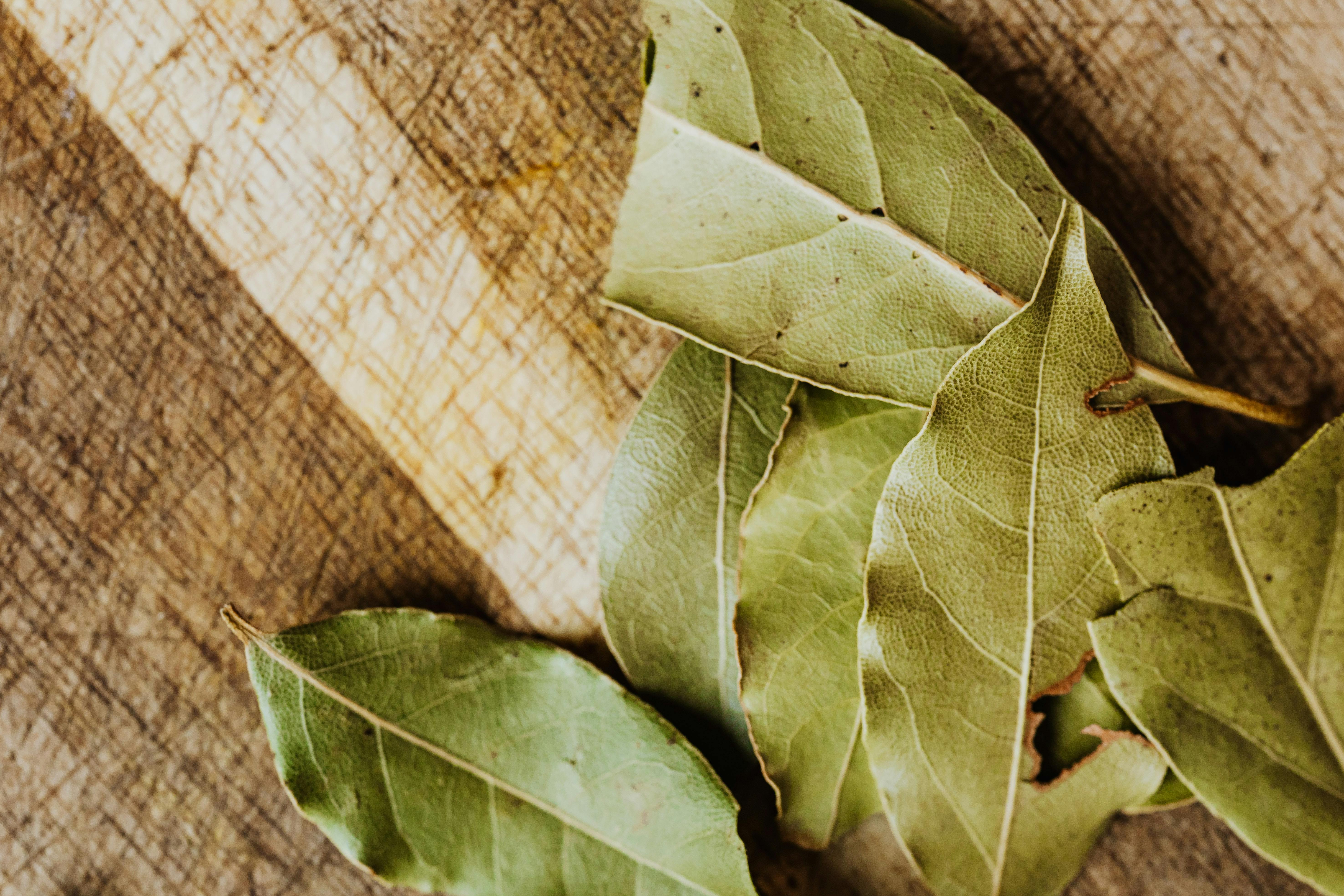 Group of bay leaves