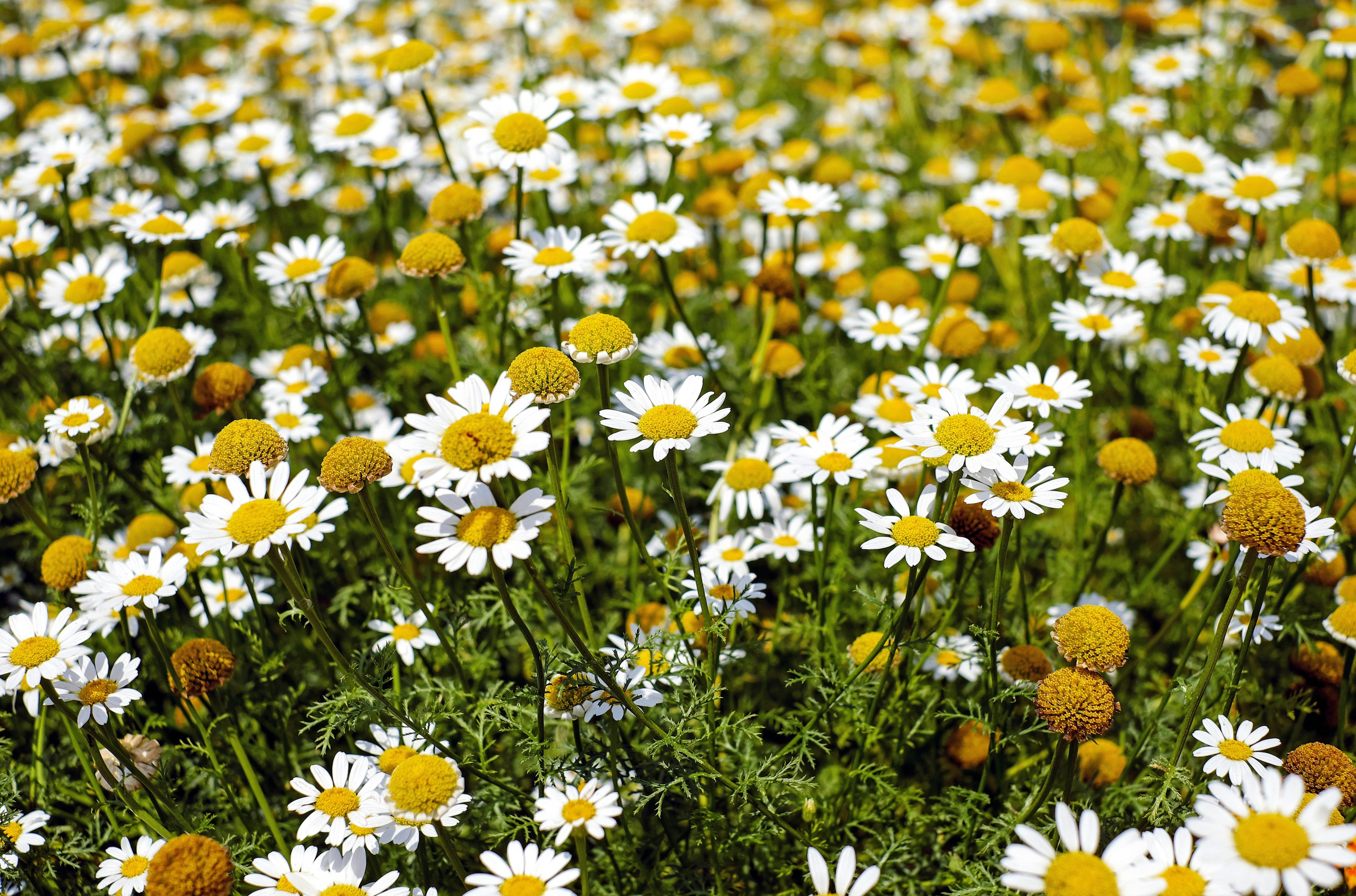 roman chamomile flowers