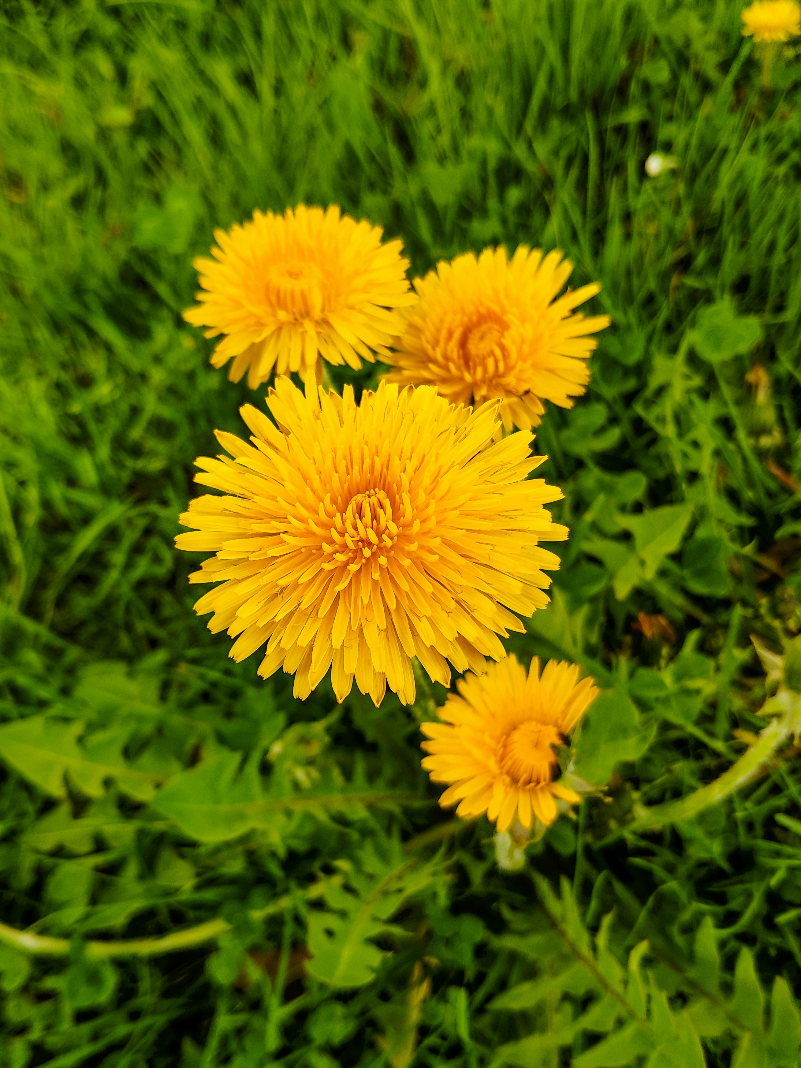 dandelion flowers and leaves combined with milk thistle for liver support dandelion flowers and leaves combined with milk thistle for liver support