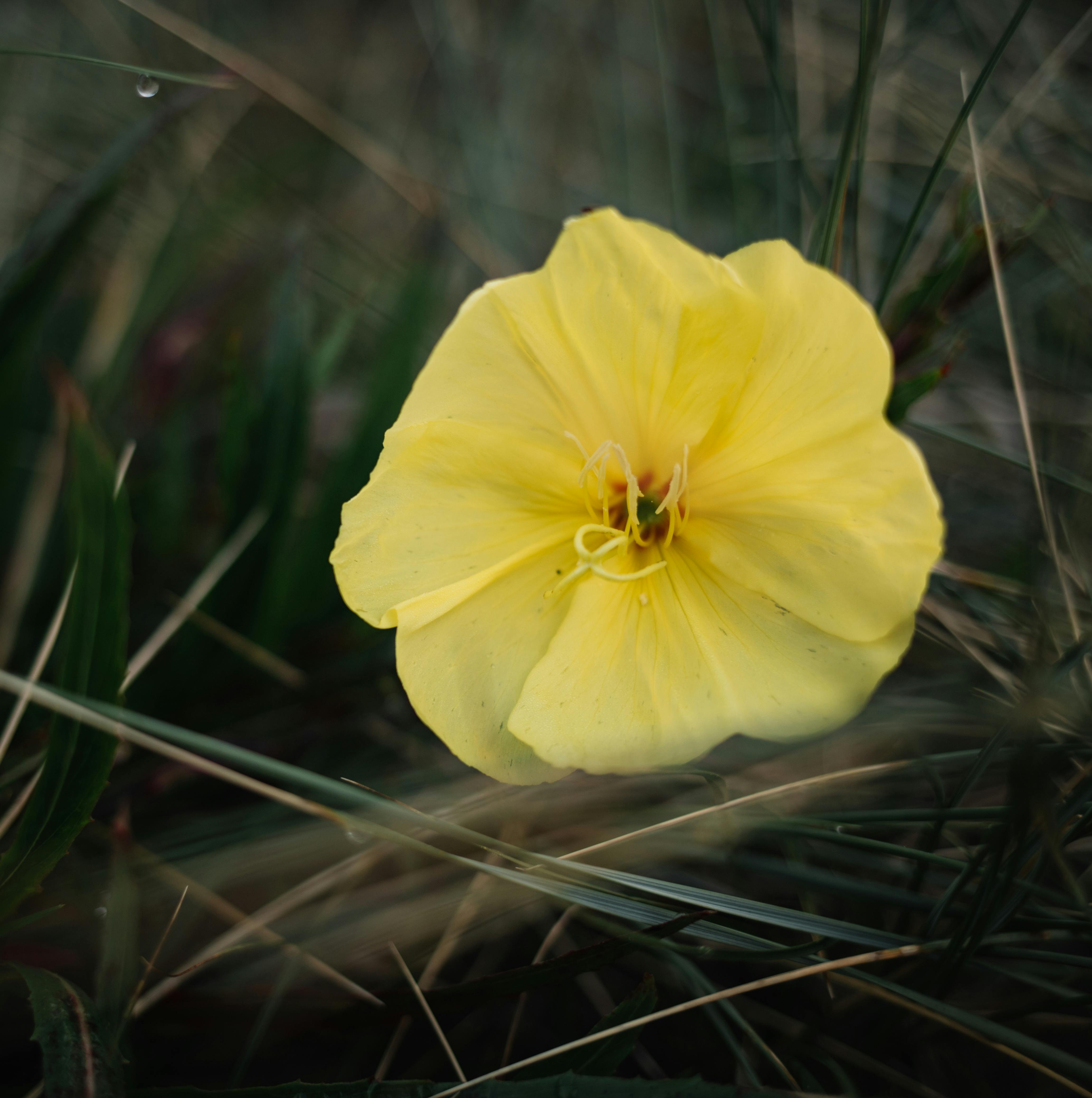 Evening Primrose Flower Evening Primrose Flower