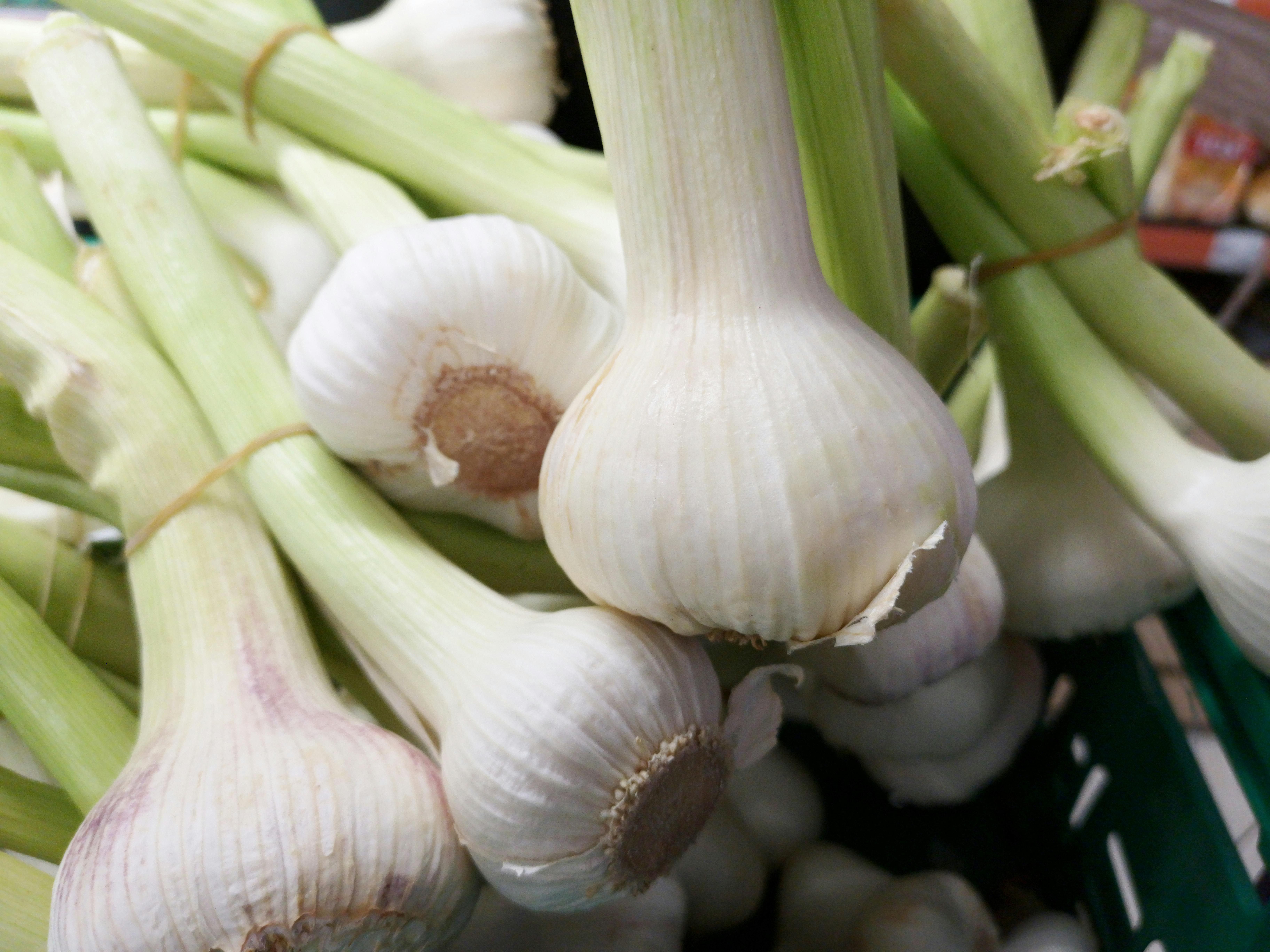 garlic bulbs with stems