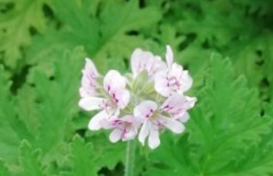 geranium essential oil