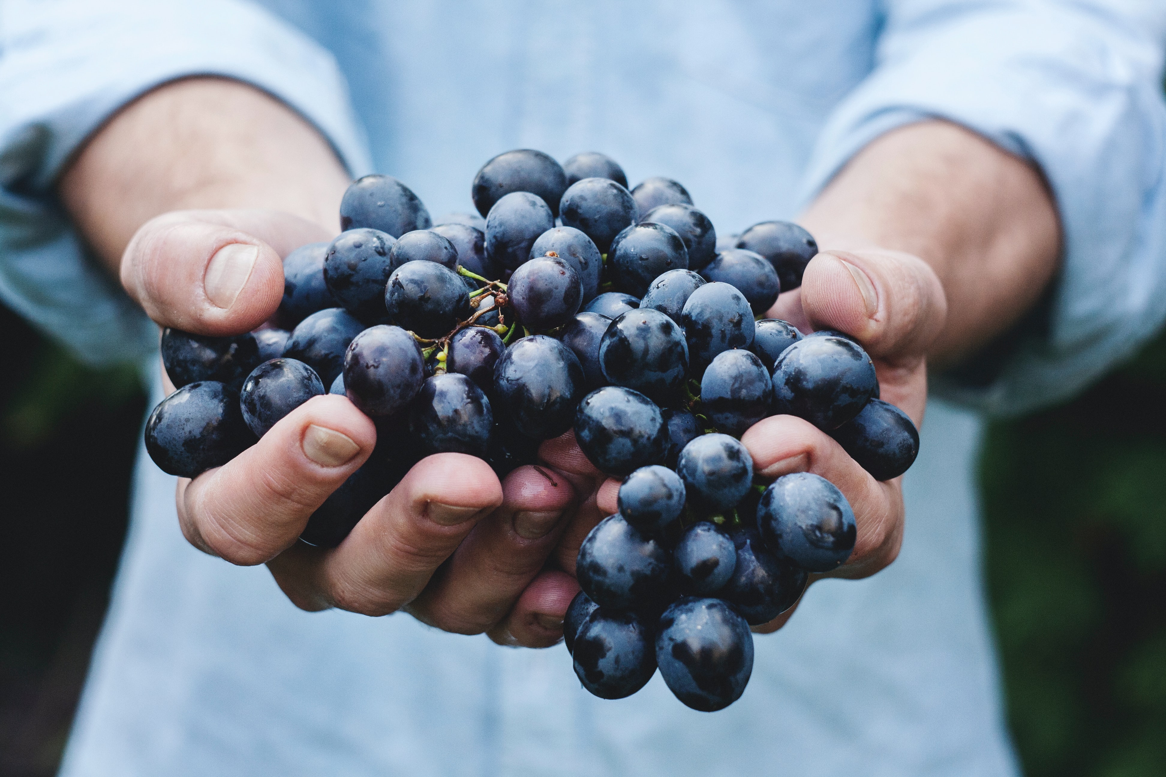 black grapes in hand