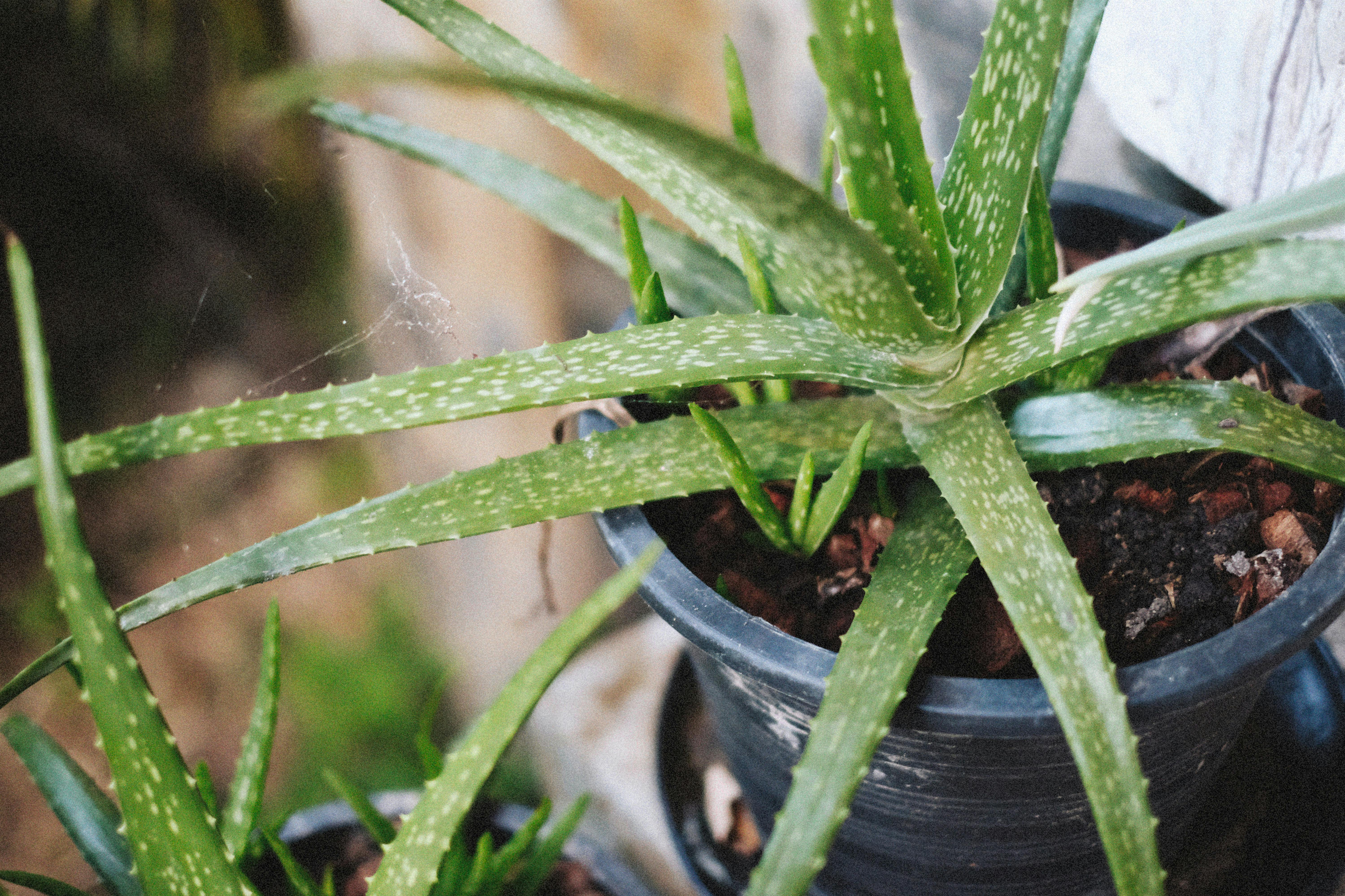 Grow Aloe Vera In Pots Grow Aloe Vera In Pots