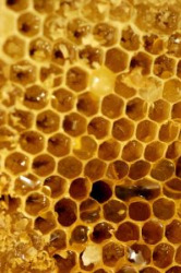honeycomb honeycomb