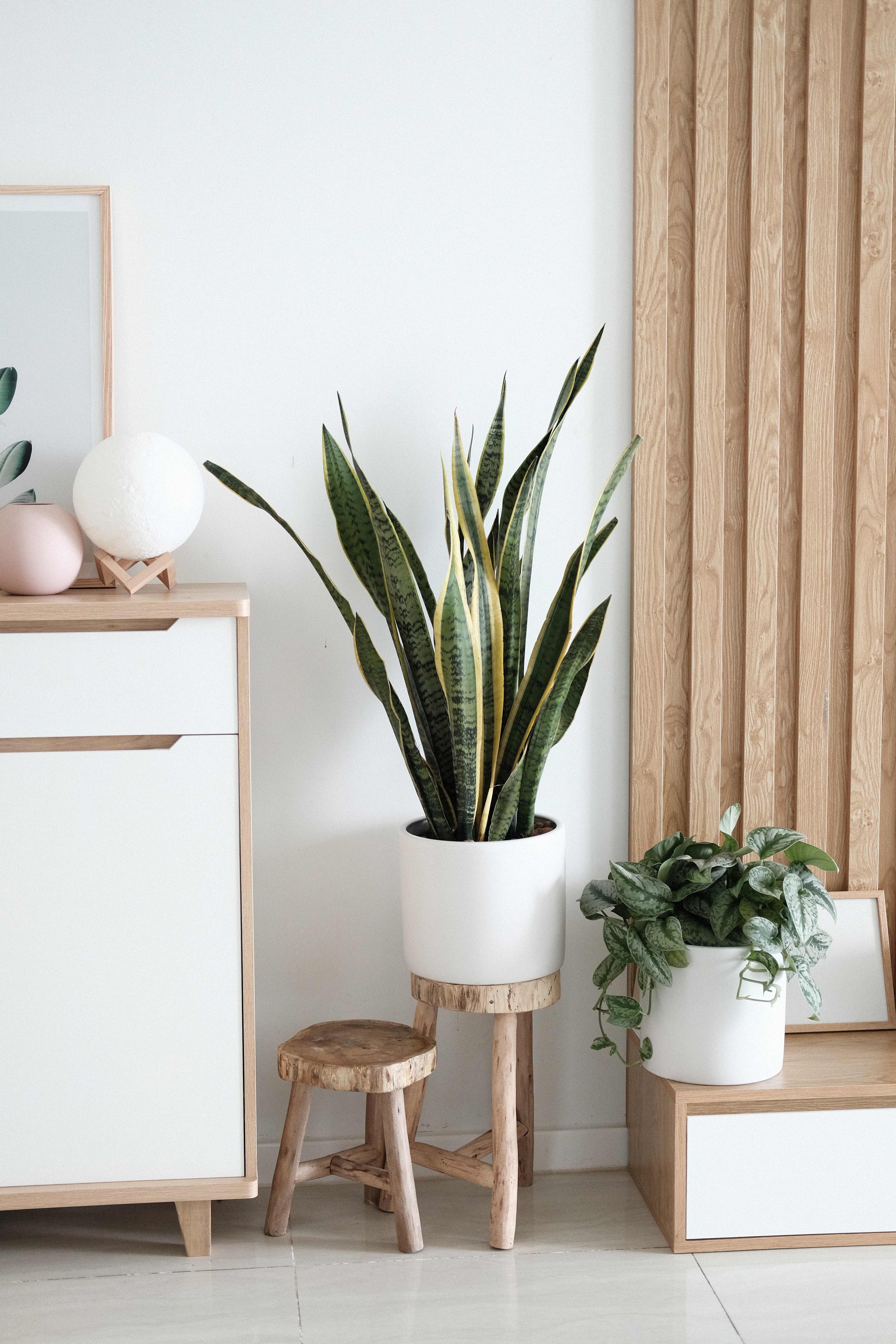 indoor plants