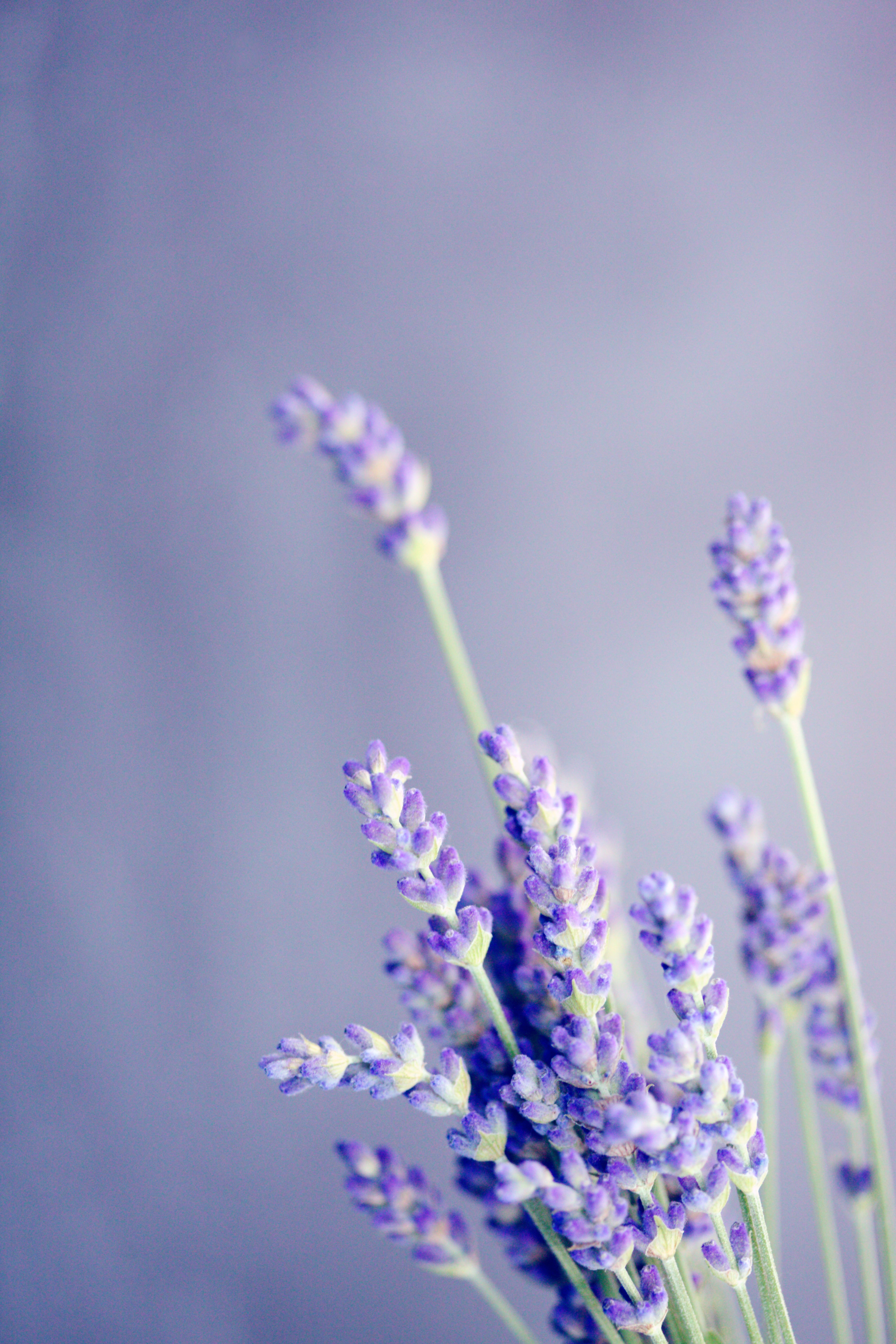 lavender flowers