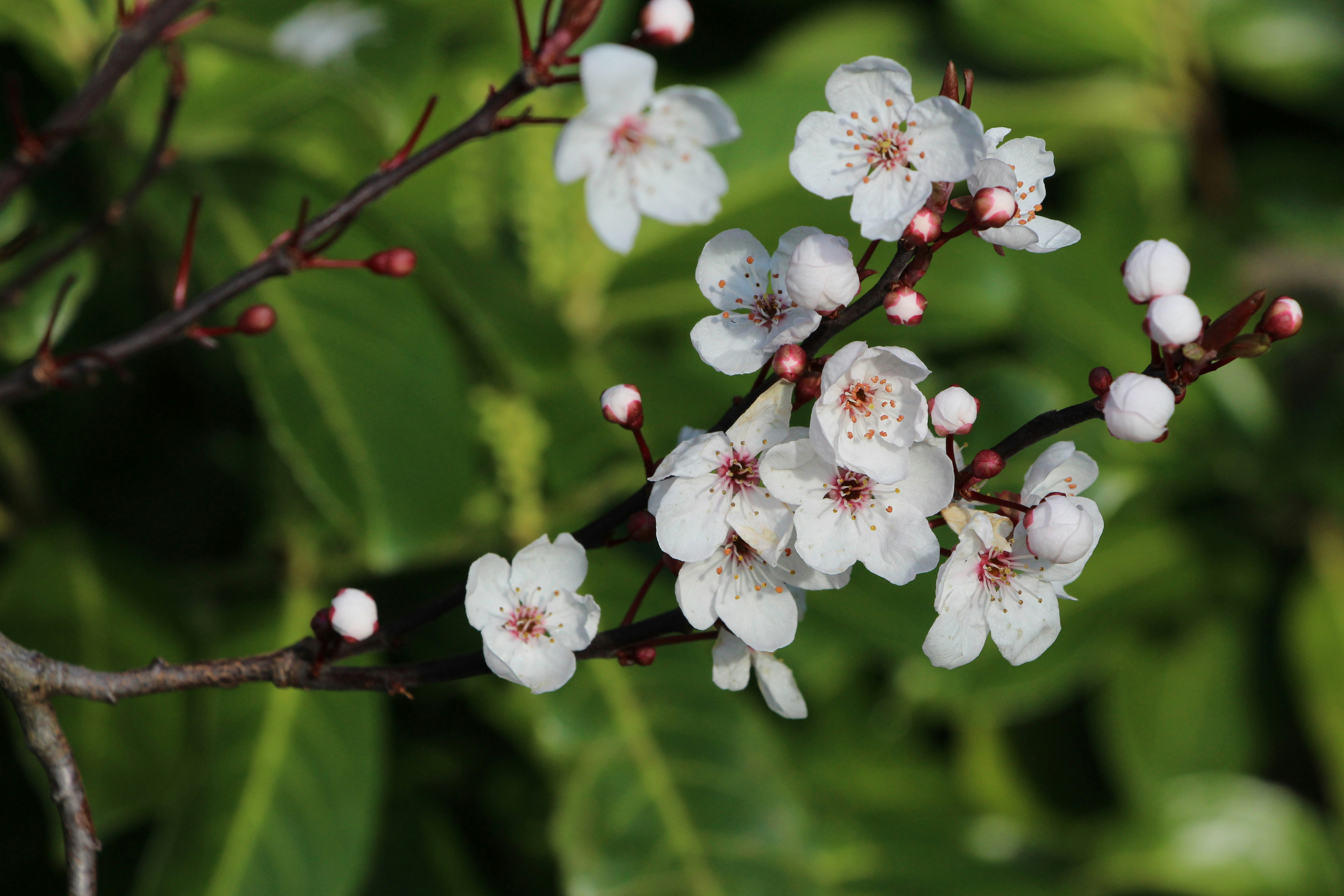 Manuka bush flowers