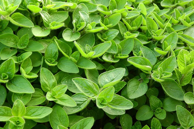 marjoram herb leaves