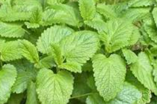 melissa lemon balm leaves