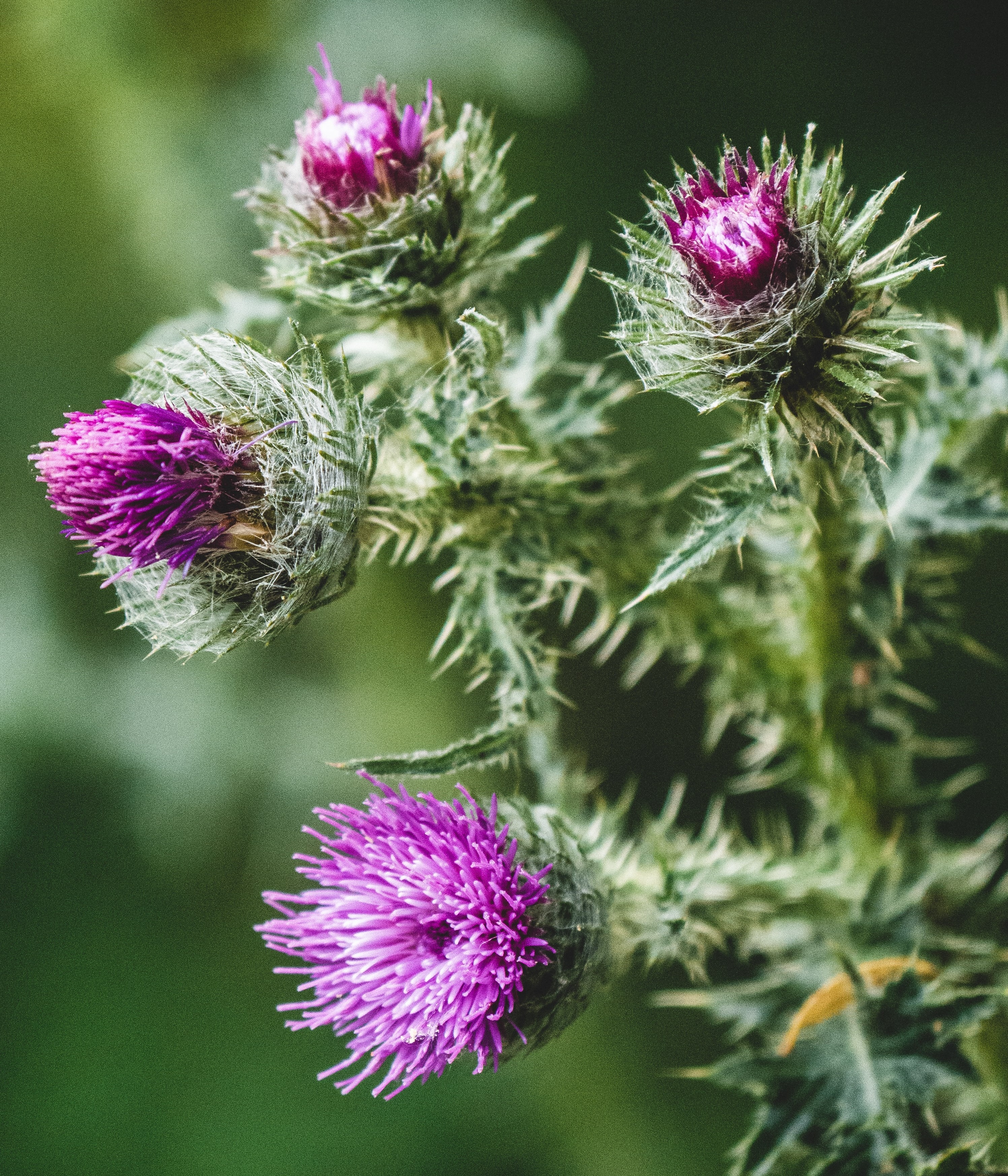 milk thistle plant