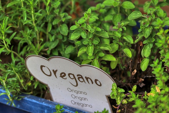 oregano sign oregano sign