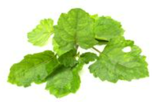 patchouli leaves