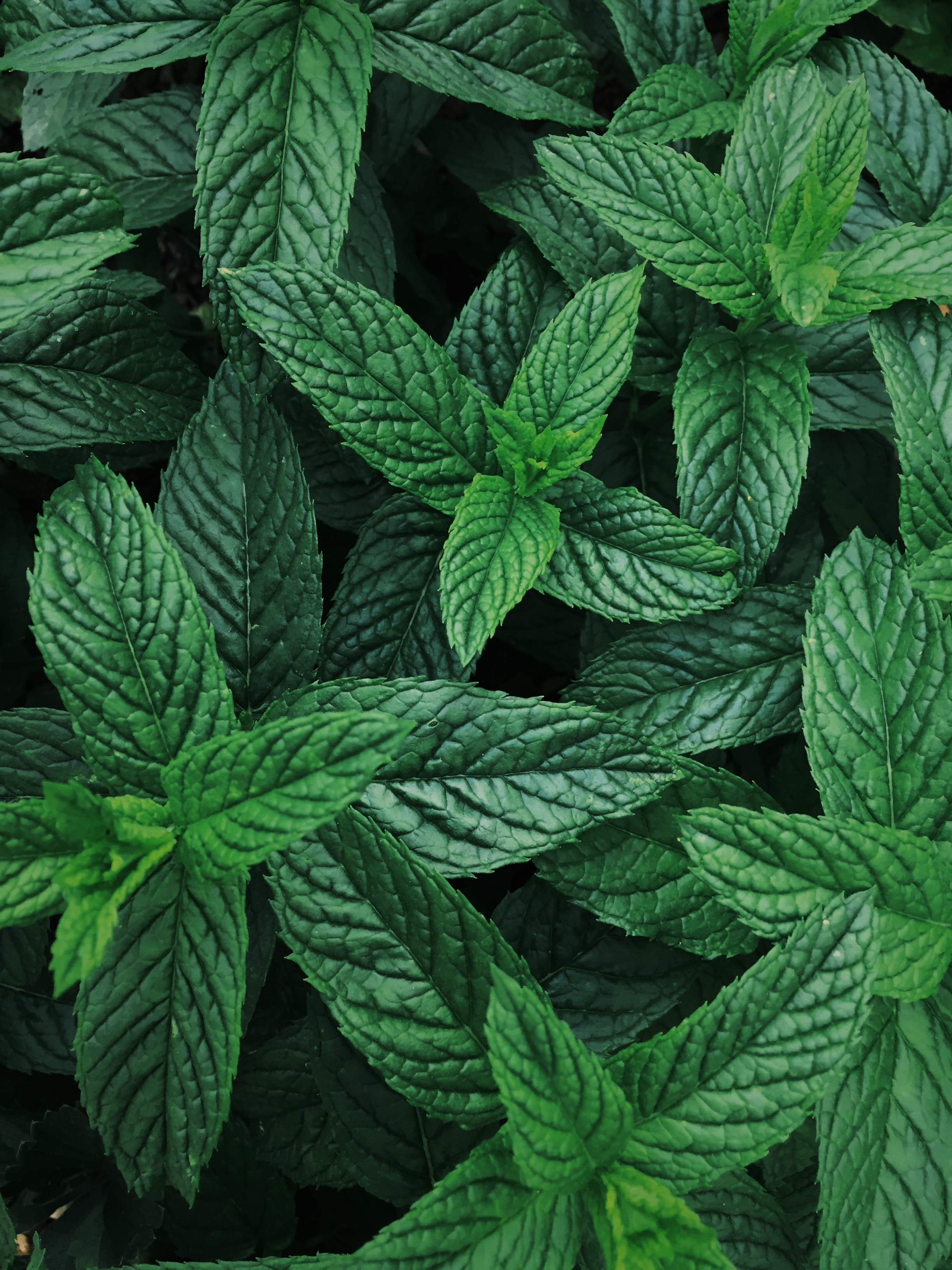 peppermint leaves