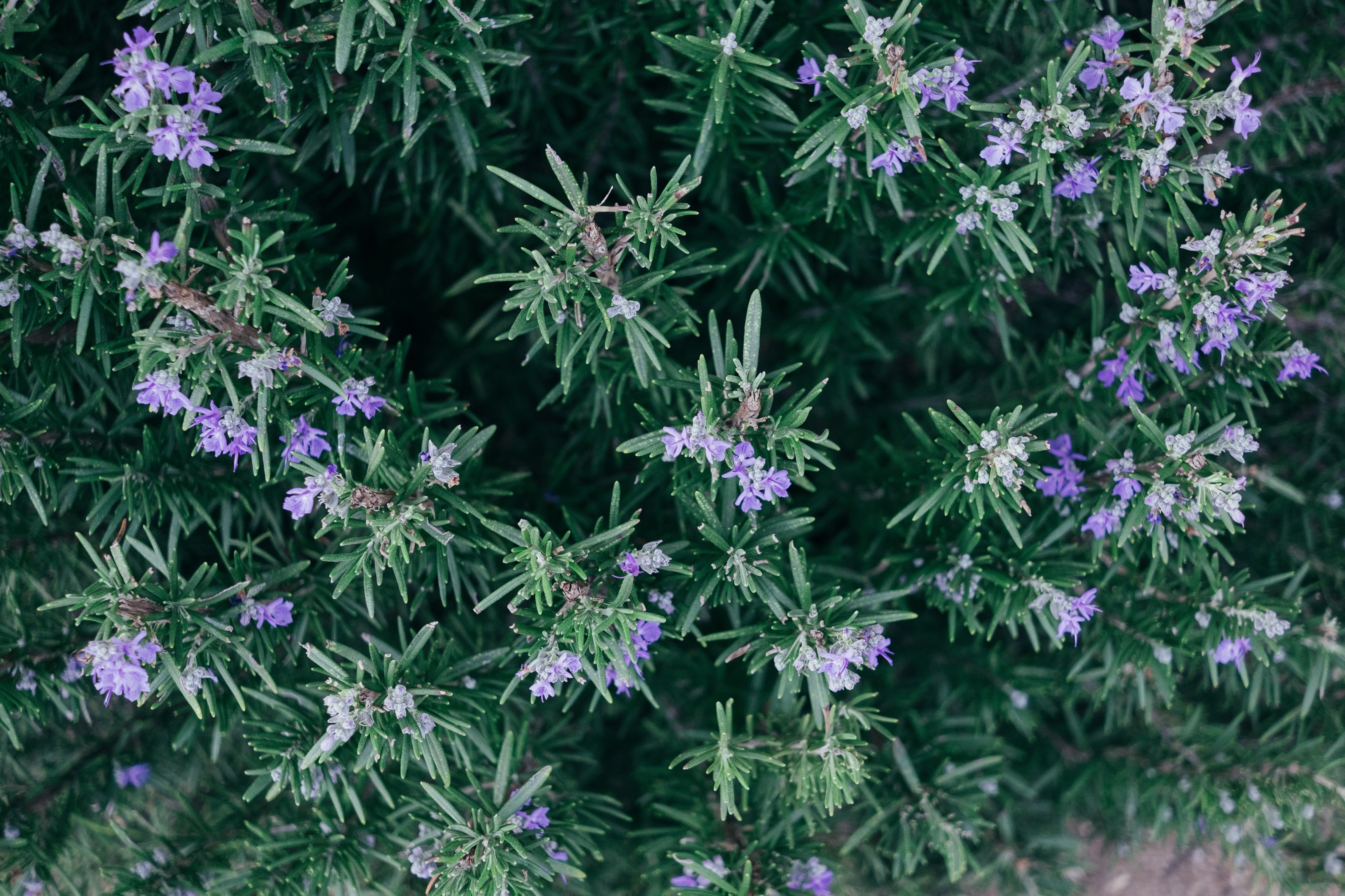 rosemary flowers