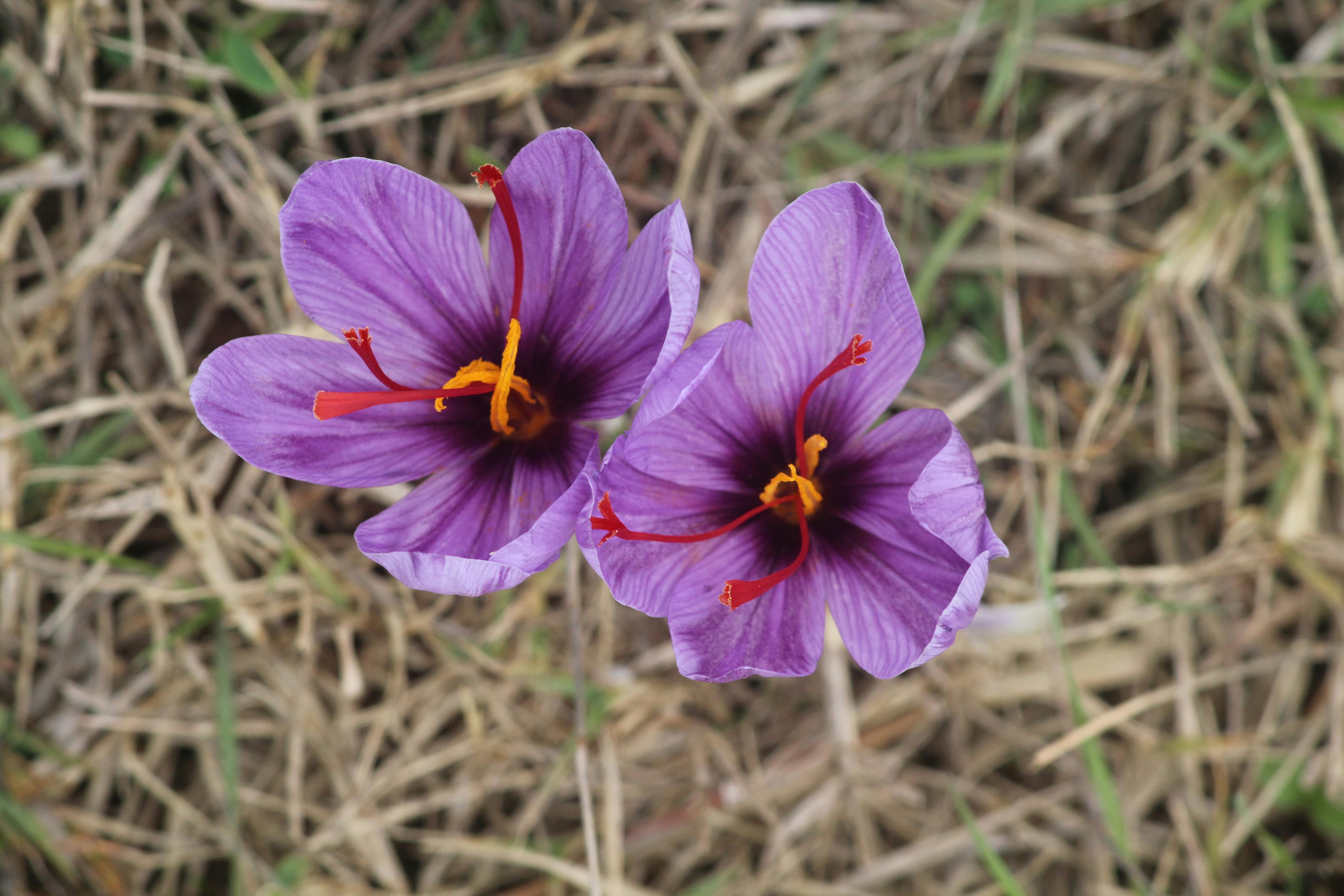 saffron flowers