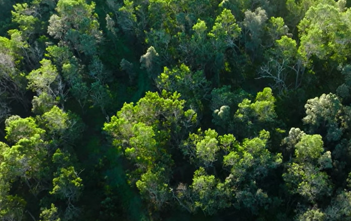 sandalwood forest