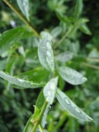 stevia extract