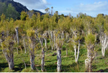 tea tree plantation