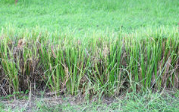 vetiver grass