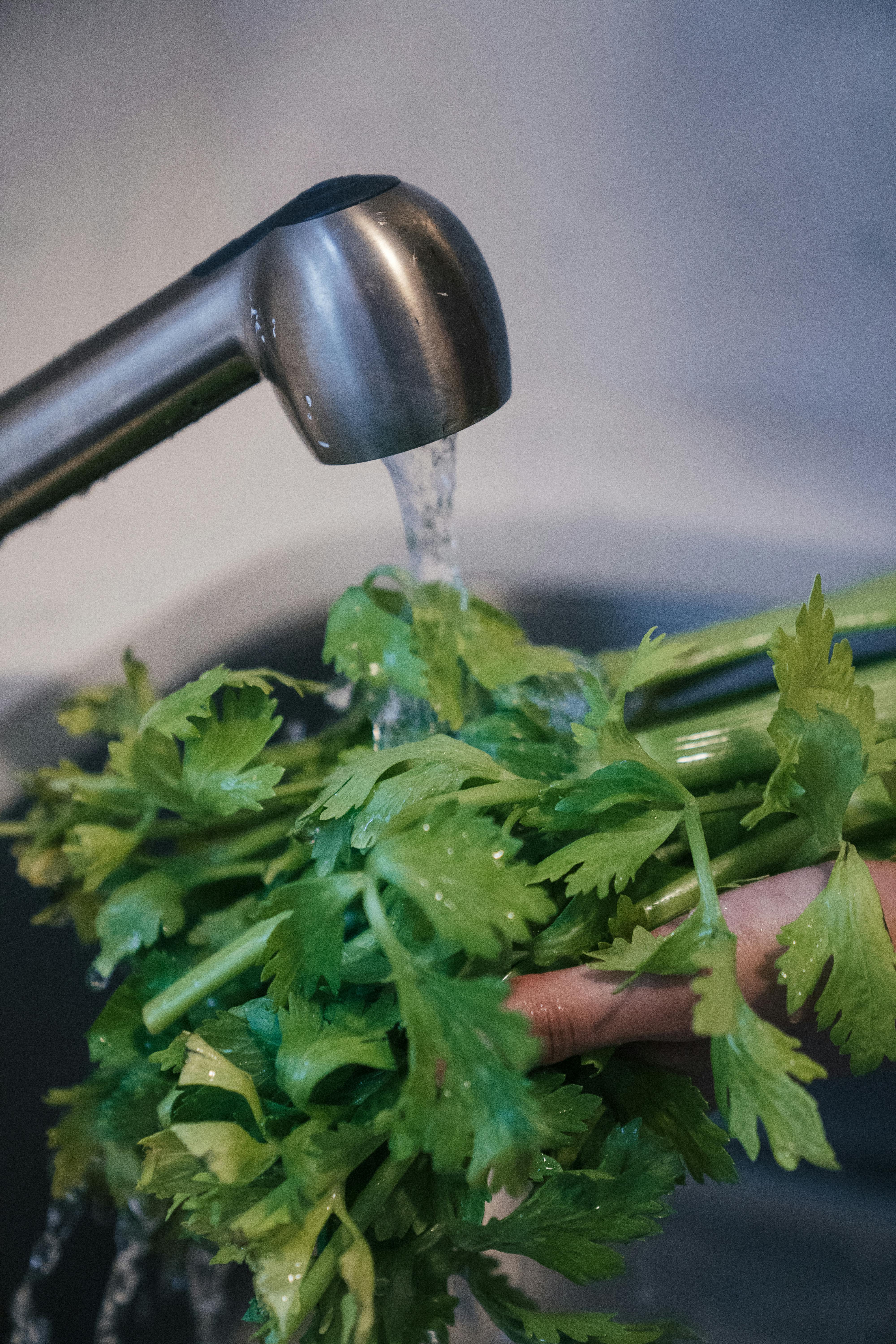 rinsing celery leaves