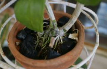 activated charcoal in pot plant