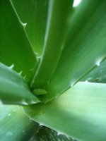 Aloe Vera Plant