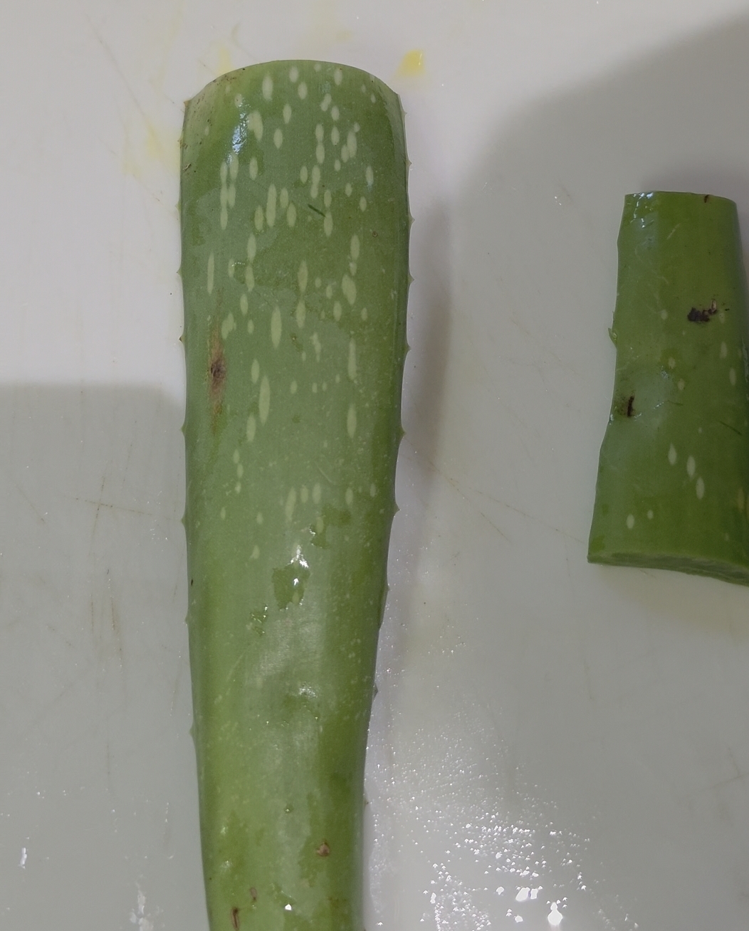 aloe vera leaves aloe vera leaves