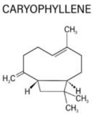 clove chemical compounds