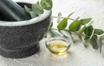 extracting eucalyptus oil