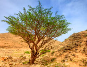 Boswellia tree from which frankincense resin is extracted