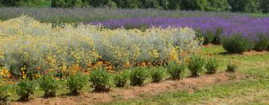 helichrysum plants