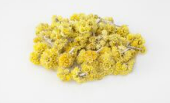 helichrysum