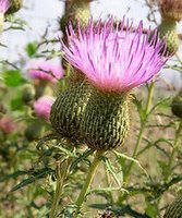 milk thistle