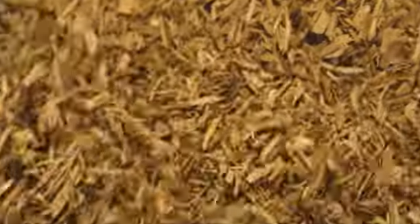 sandalwood essential oil