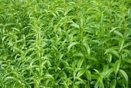 stevia extract