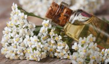yarrow essential oil and flowers