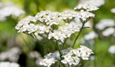 yarrow flowers