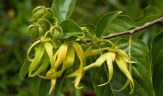 ylang ylang flower